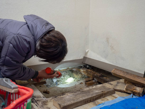 Best Basement Mold Removal  in Ecru, MS