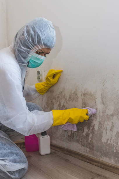 Best Mold Damage Restoration  in Ecru, MS