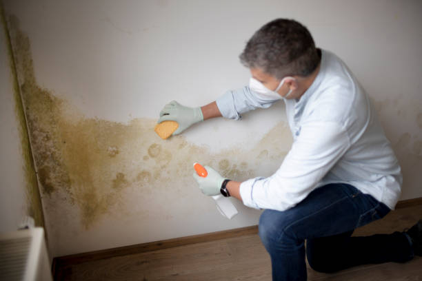 Best Environmental Consulting for Mold Prevention  in Ecru, MS